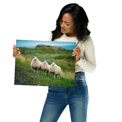 Three Icelandic Sheep