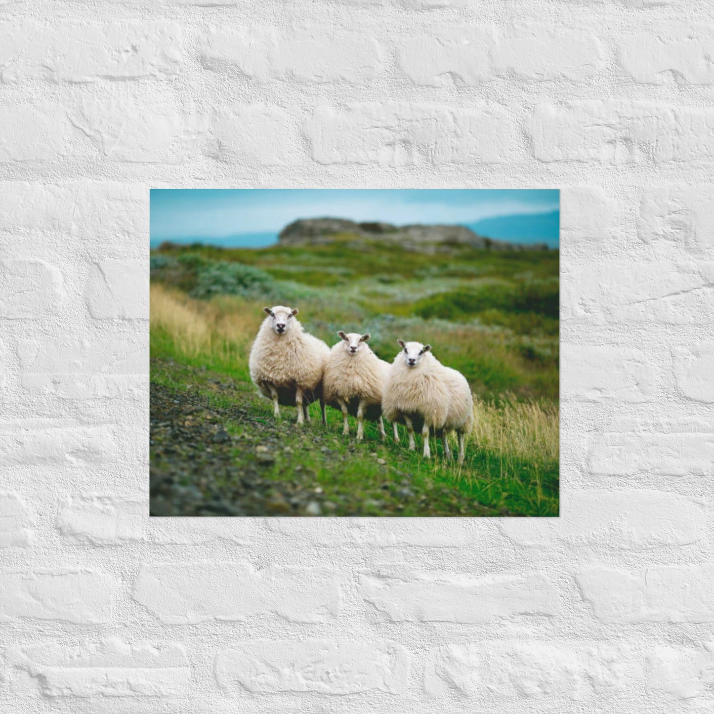 Three Icelandic Sheep