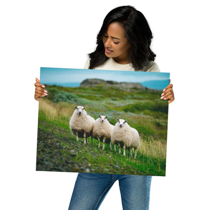 Three Icelandic Sheep